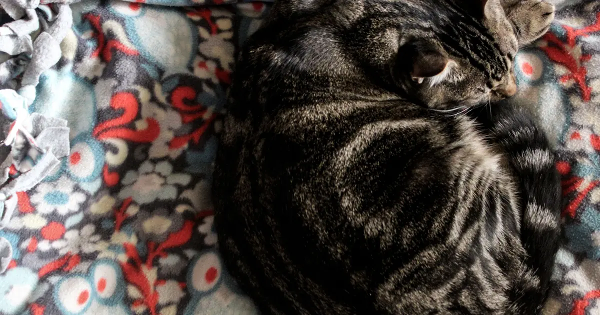 cat curled up warm