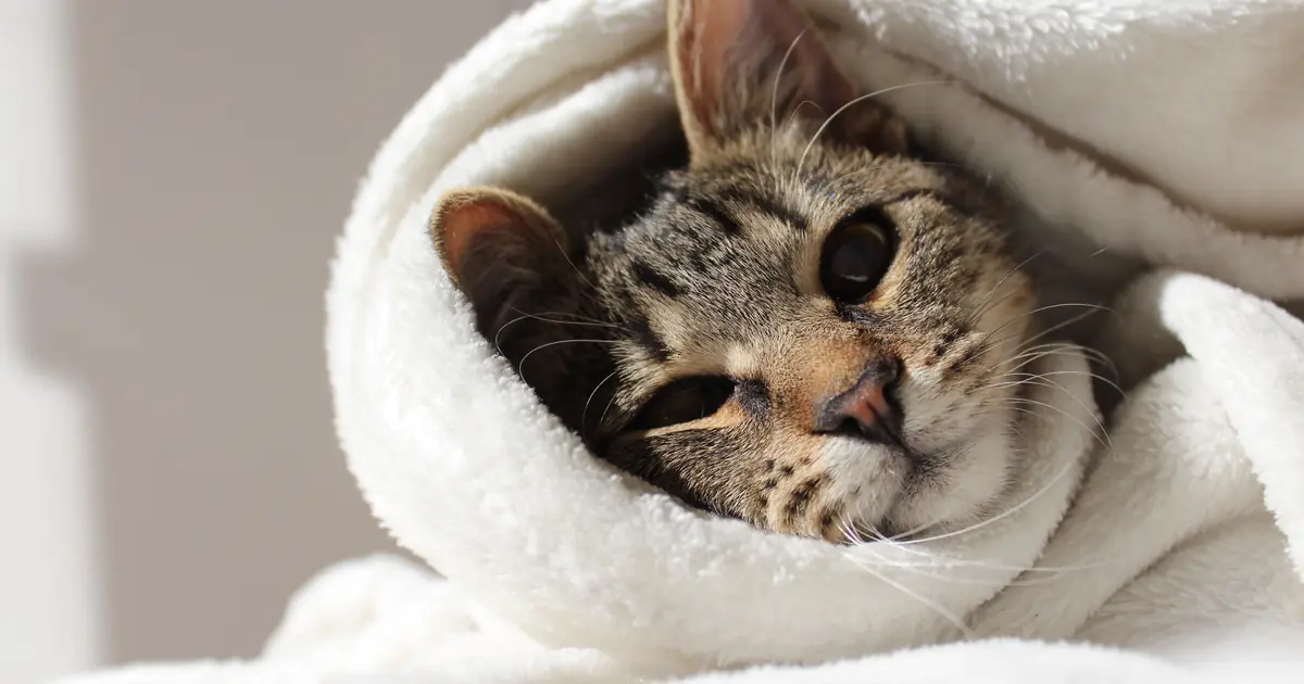 do cats get cold