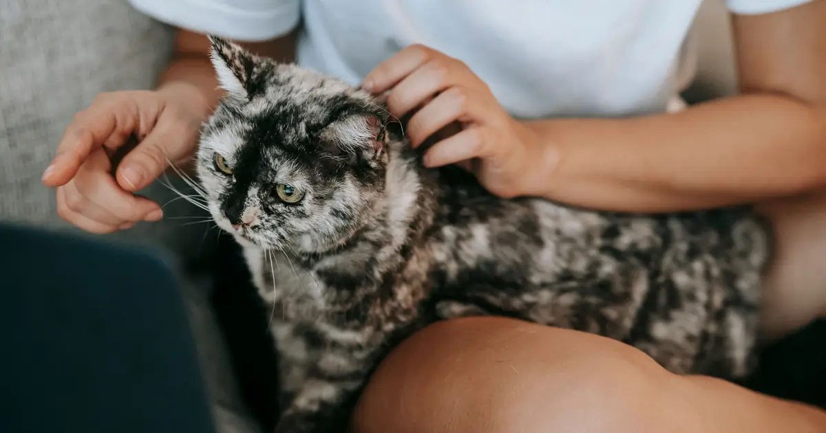 cat pushing in for attention