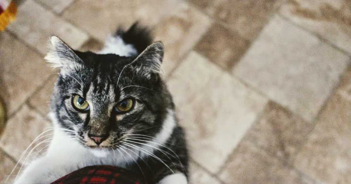 do cats get jealous