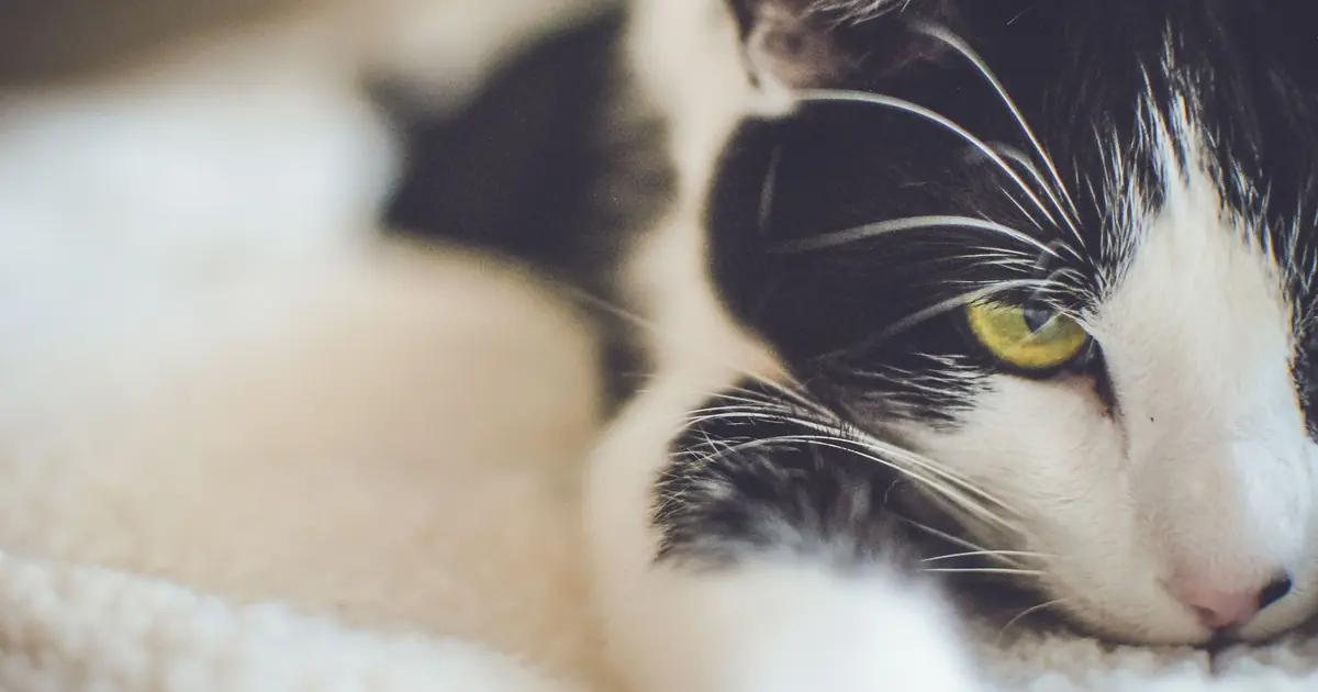 relaxed happy cat face