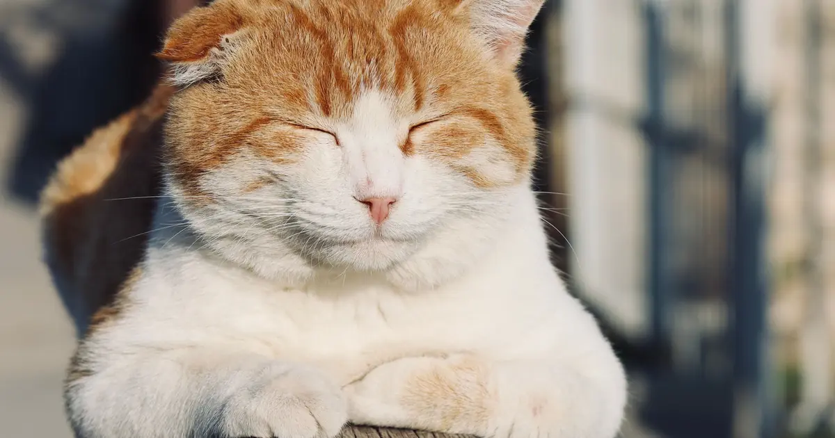 do cats smile