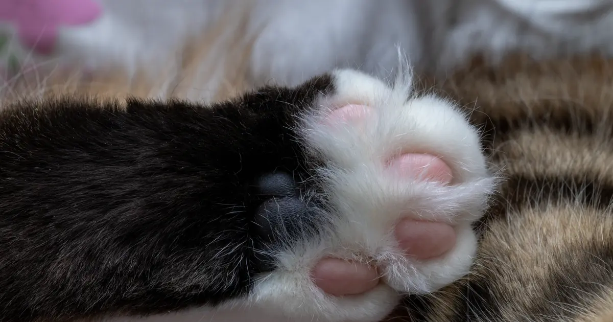 cat paw pads close up