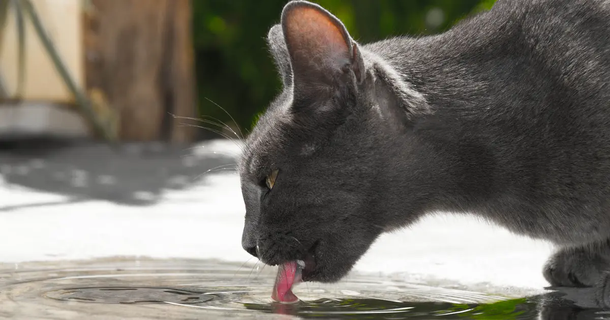 do cats sweat