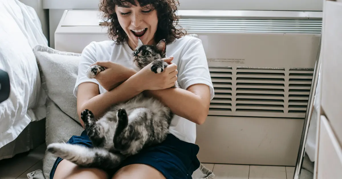 how many nipples do cats have