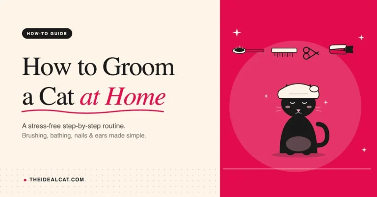 how to groom a cat at home