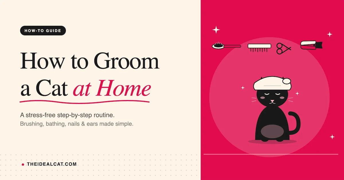 how to groom a cat at home