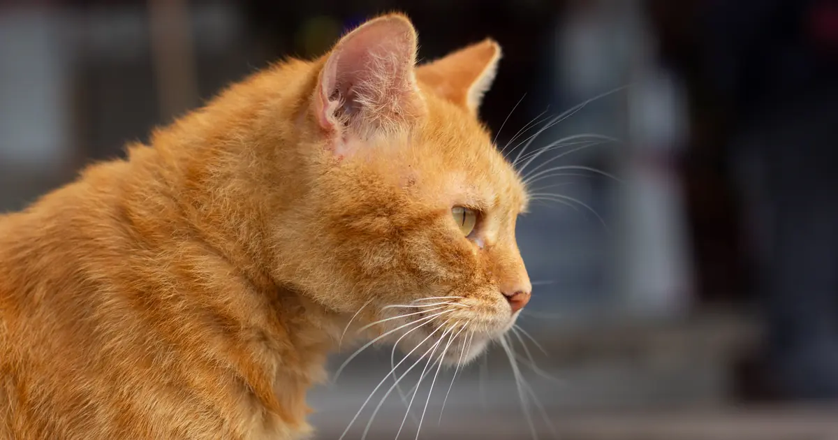 orange ginger cat portrait