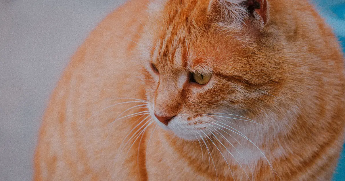 orange cat names