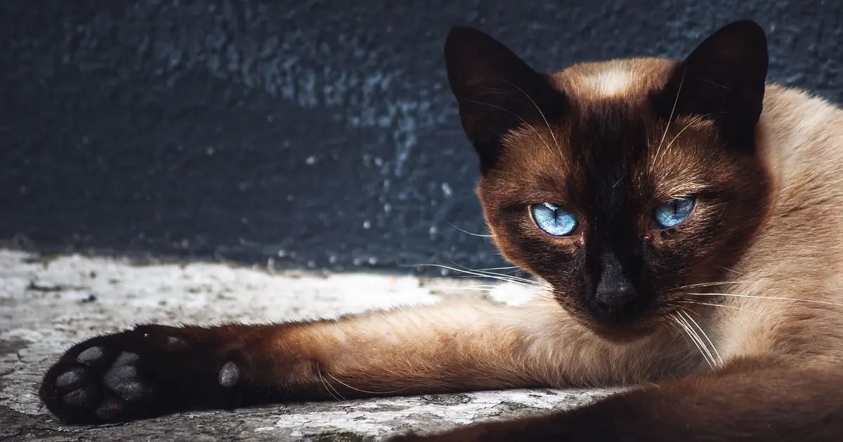 elegant siamese cat portrait