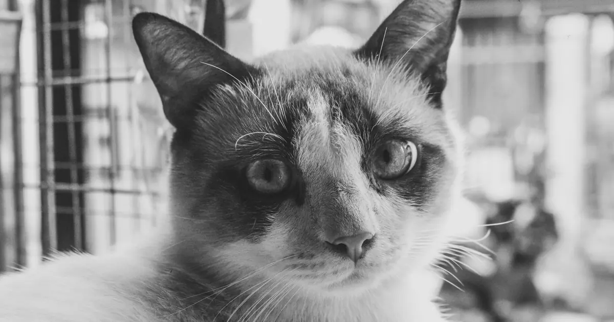 siamese cat names