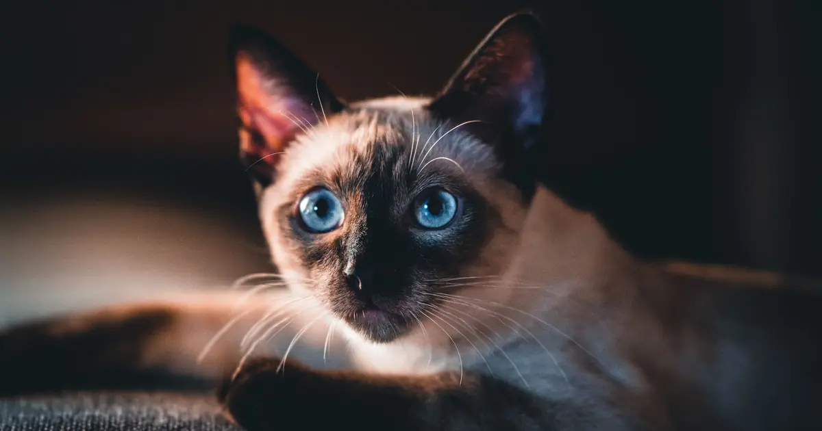 seal point siamese cat