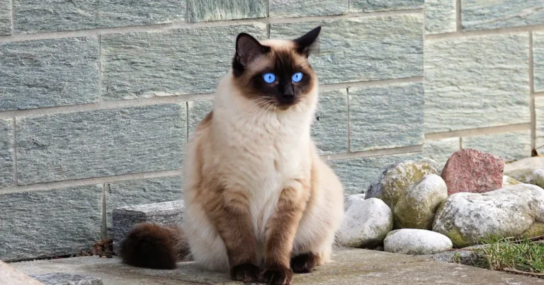 types of siamese cats