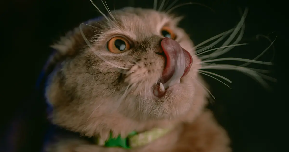 why are cats tongues rough