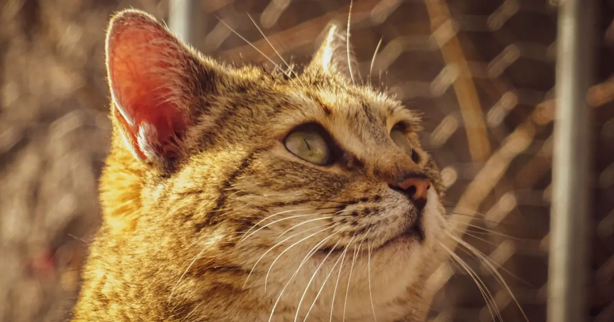 close-up of a cat's ears