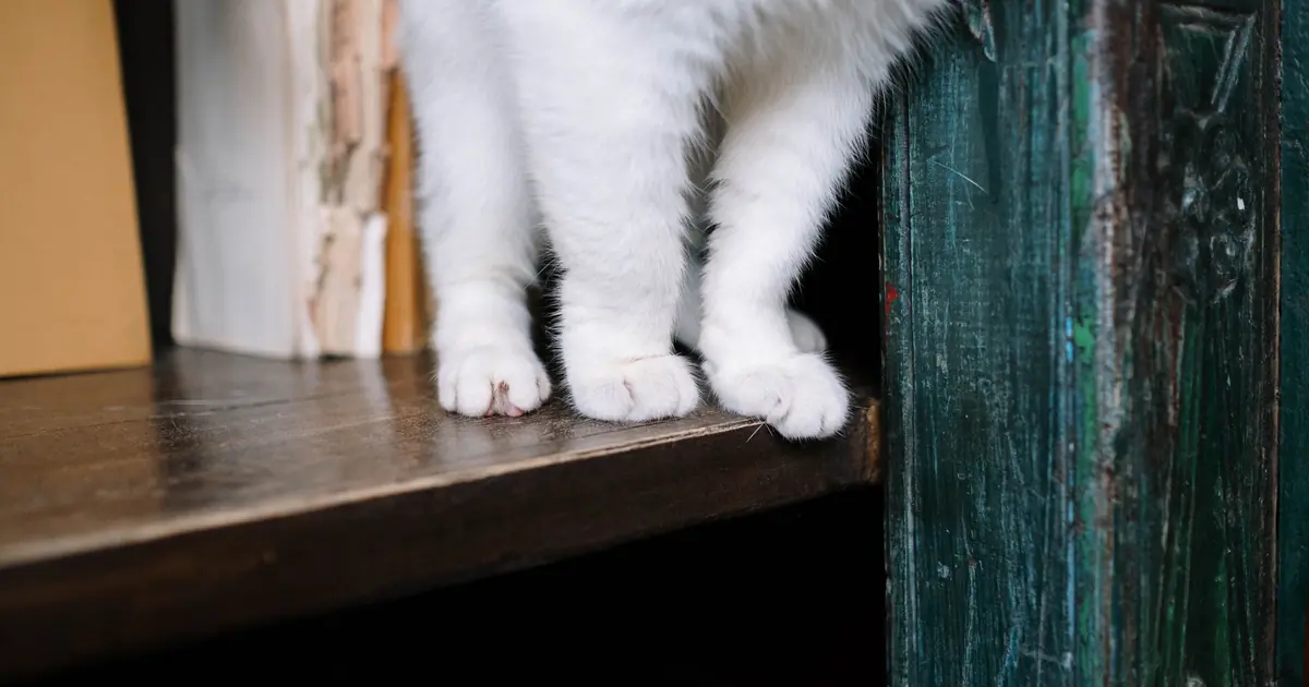cat pawing an object off a shelf