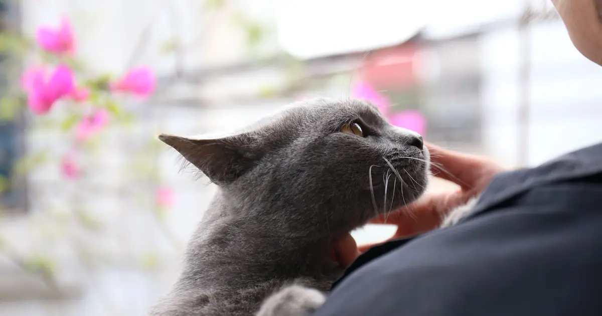 happy cat being patted at the tail base