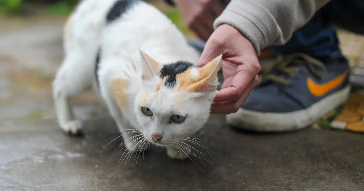 why do cats like butt pats