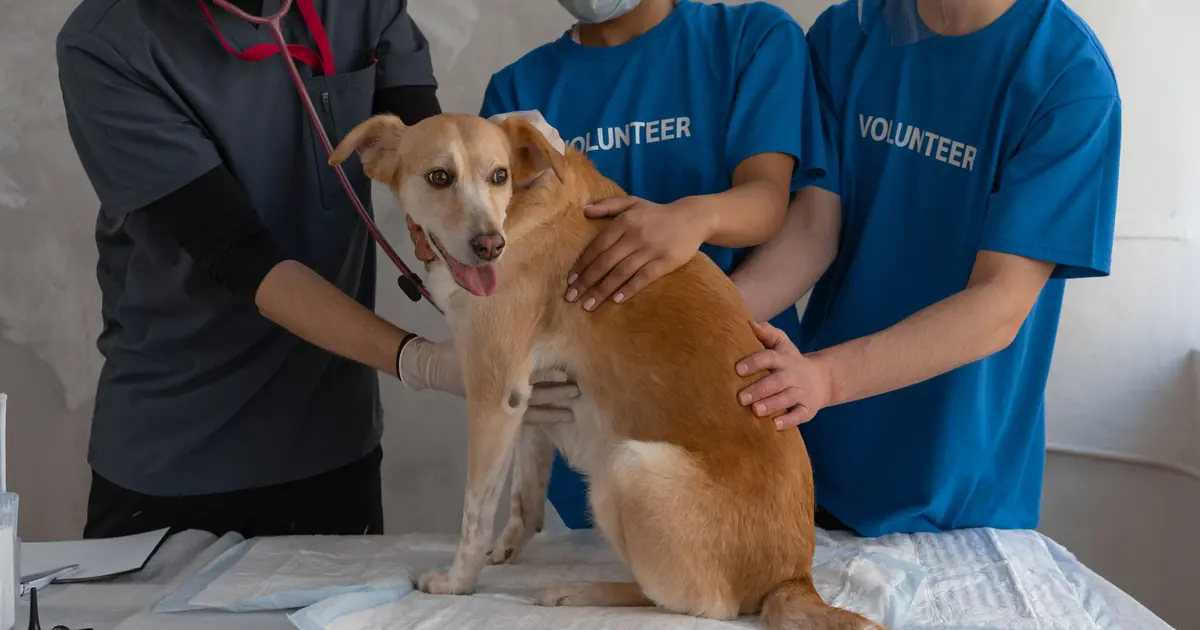cat being examined by a veterinarian