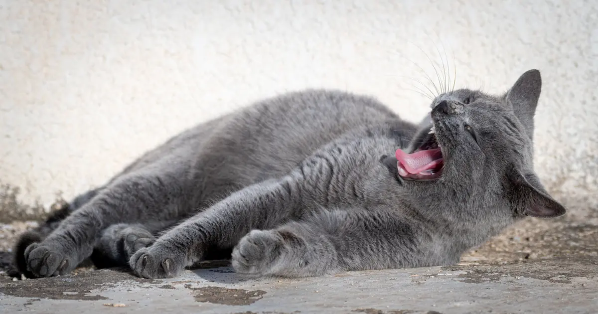 why do cats pant