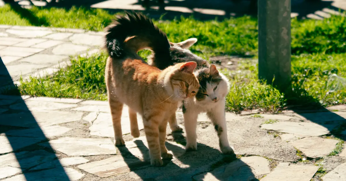 why do cats put their butt in your face