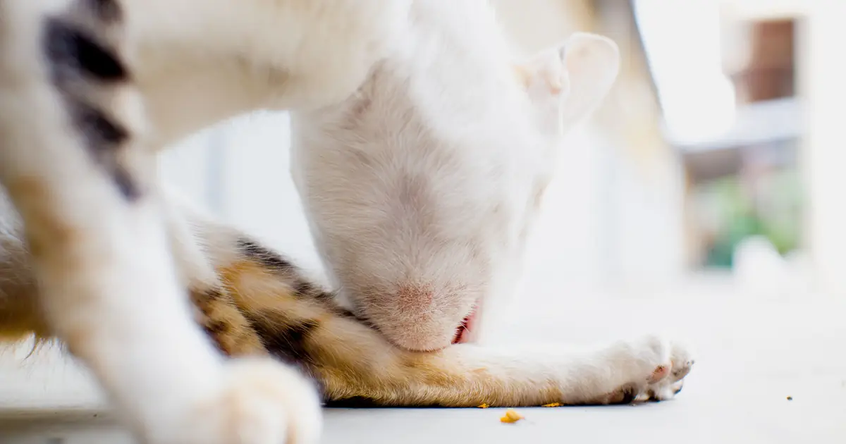 cat grooming its clean fur