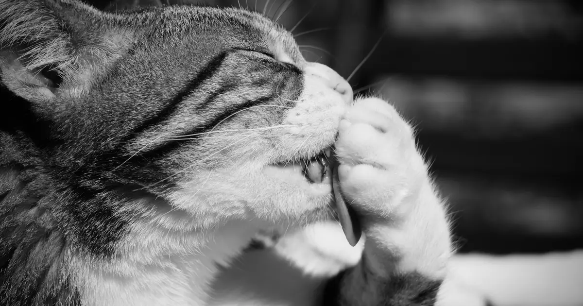 why do cats smell good