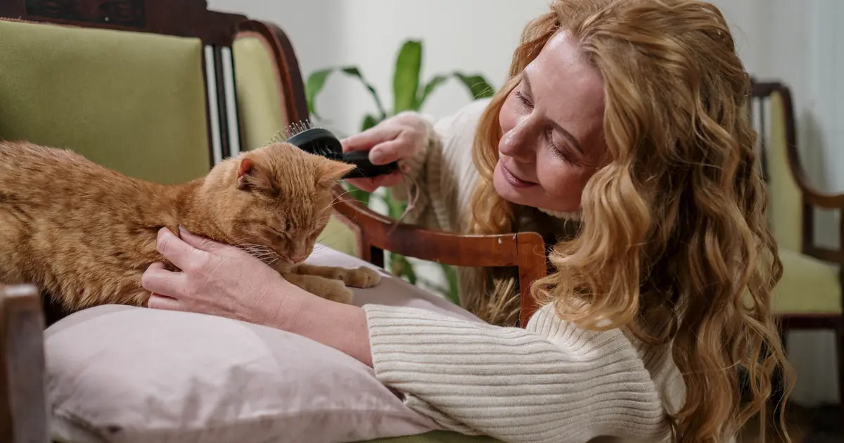 cat grooming its owner