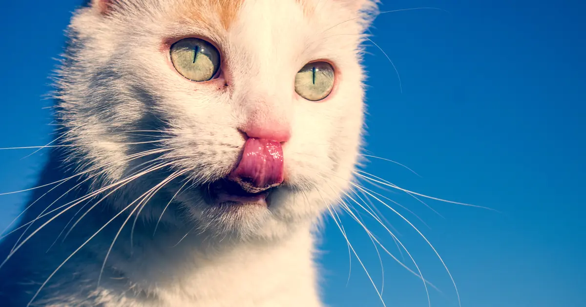 why does my cat lick my face