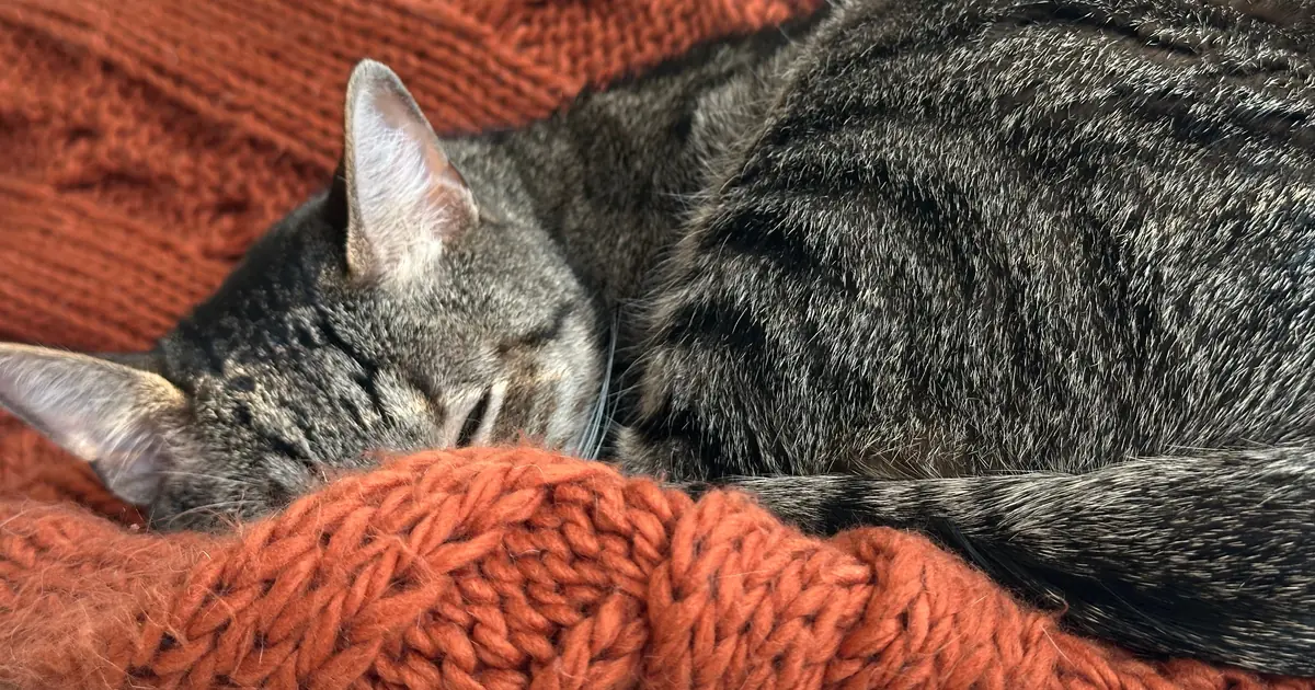 cat curled up sleeping on a bed