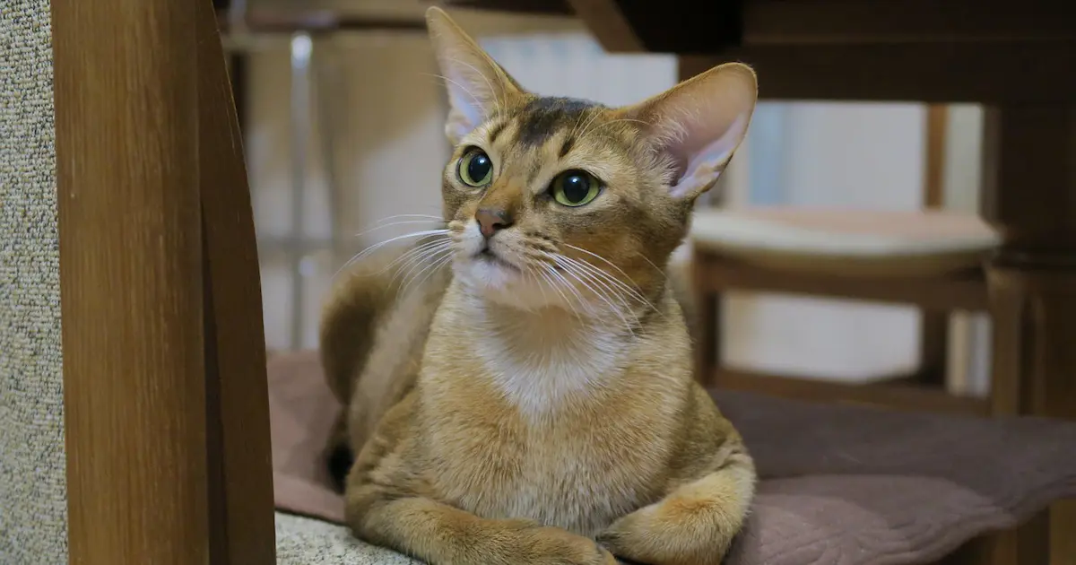abyssinian cat