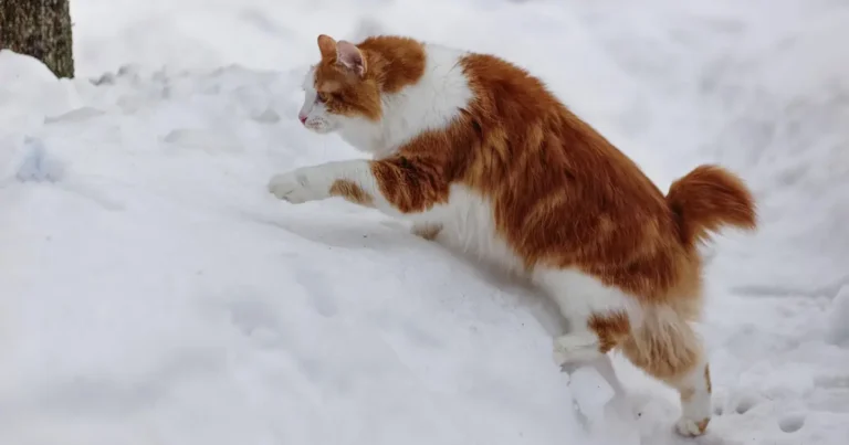 american bobtail