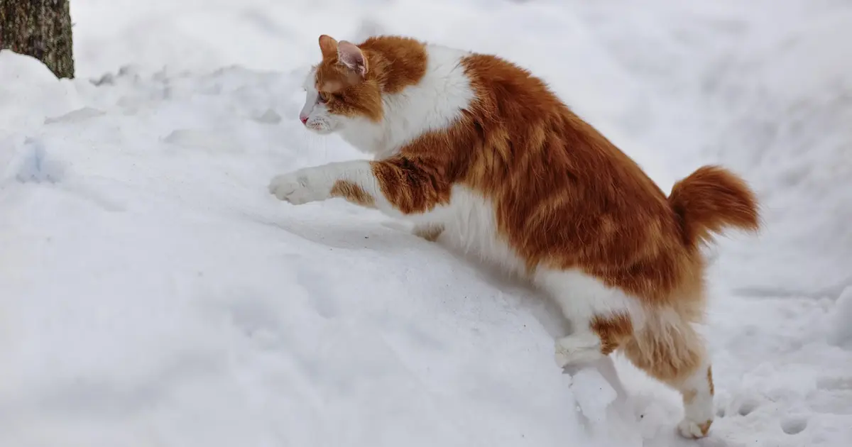 american bobtail