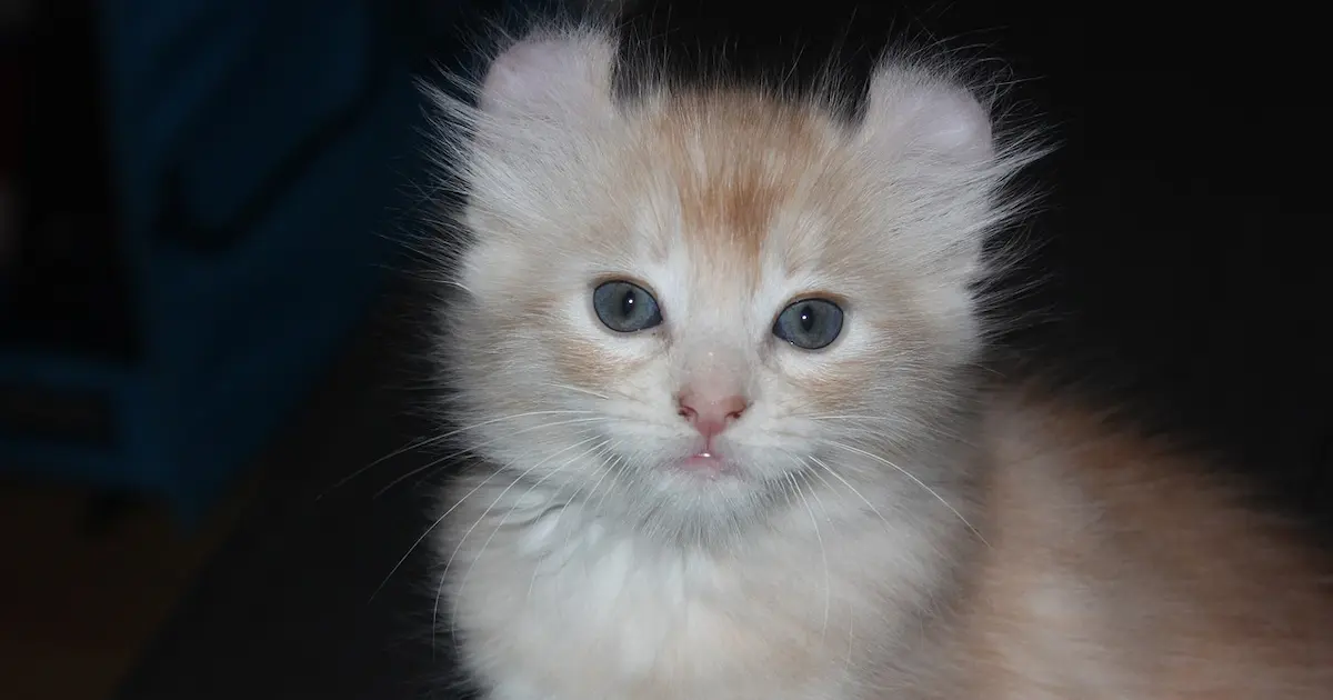 american curl
