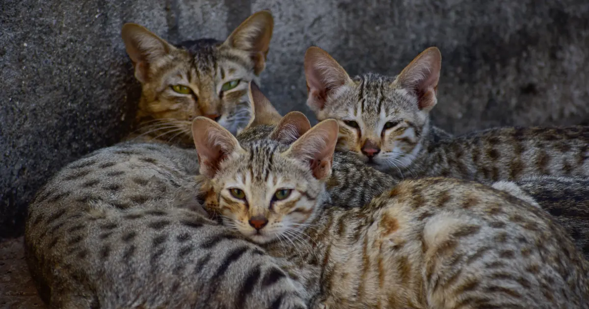 Arabian Mau Cat