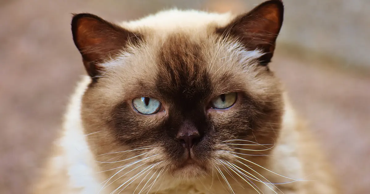 are brown cats rare