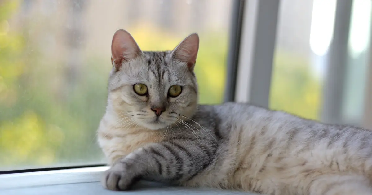 Australian Mist Cat