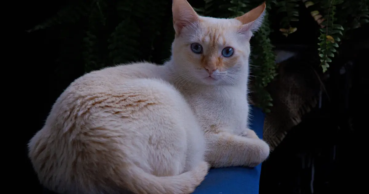 balinese cat