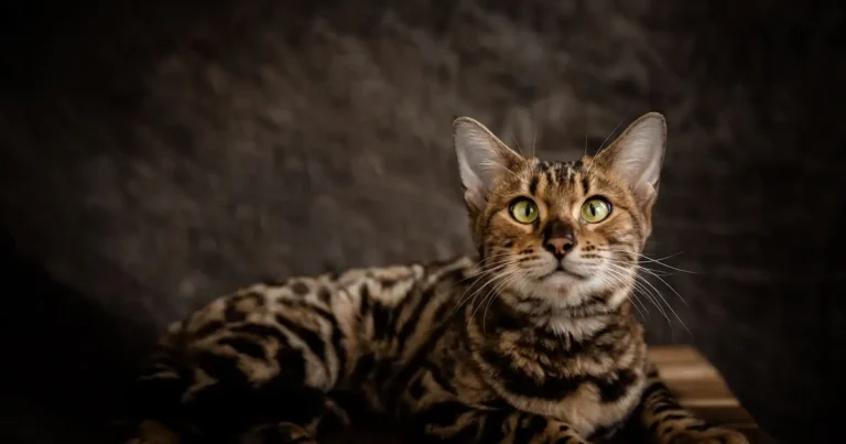 bengal cat