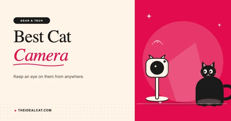 best cat camera