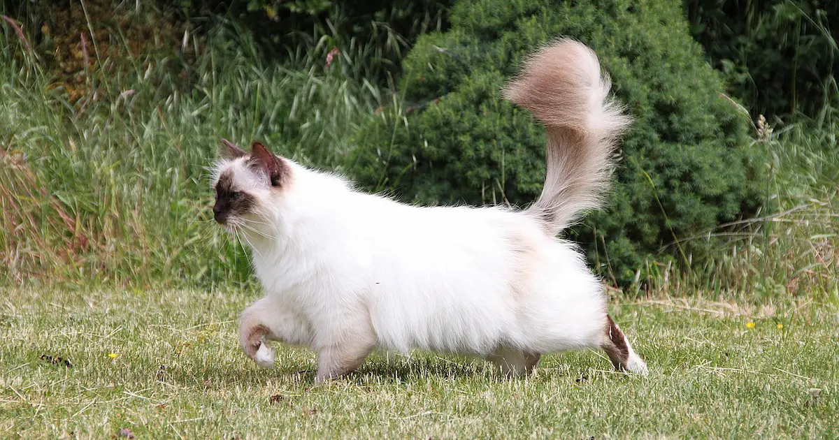 birman cat