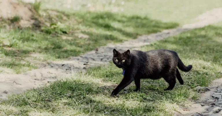 bombay cat