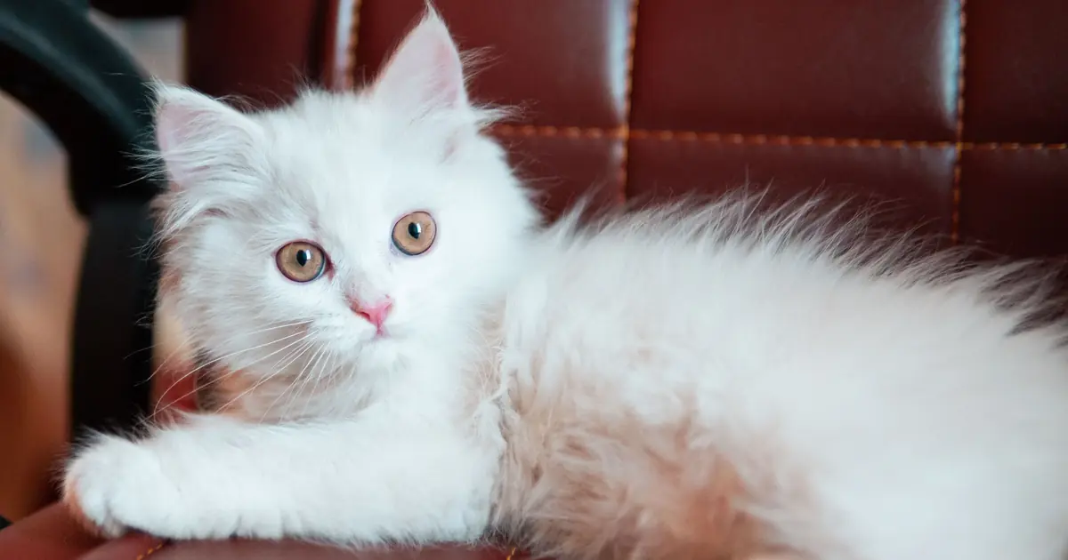 long-haired cat of a specific breed indoors