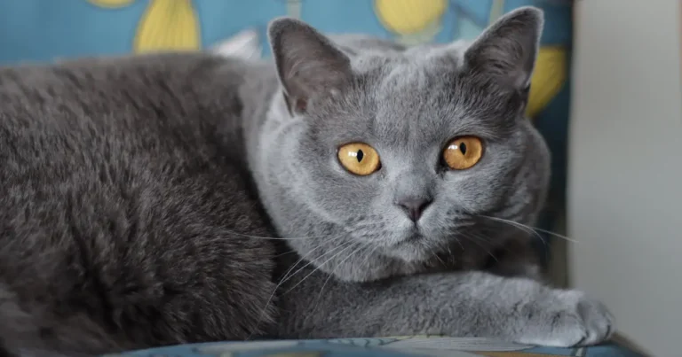 british shorthair