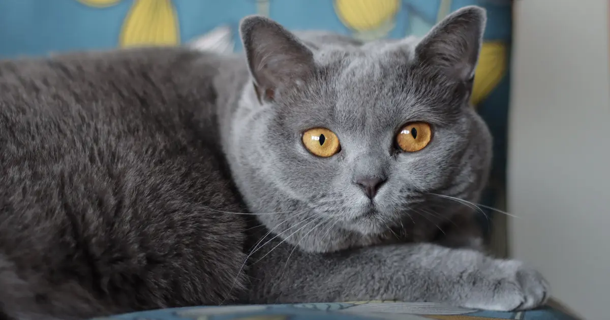 british shorthair