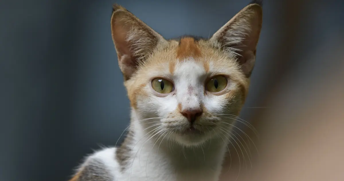 brown cat names