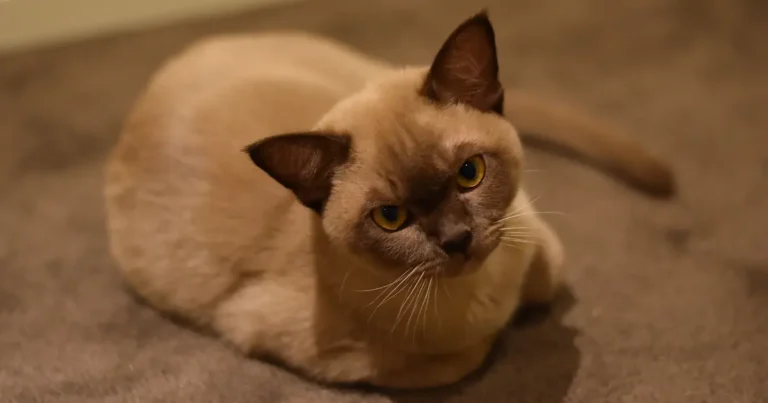 burmese cat