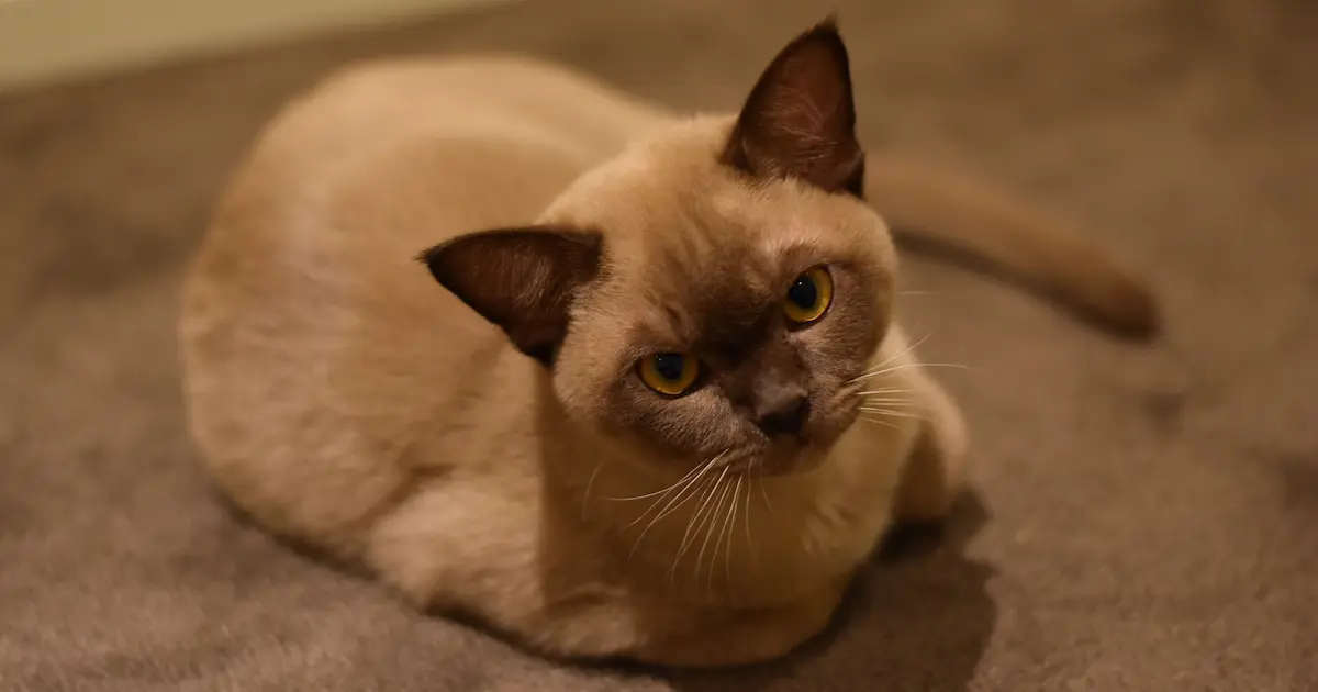 burmese cat