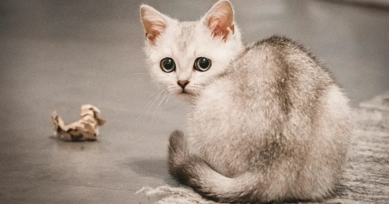 burmilla cat