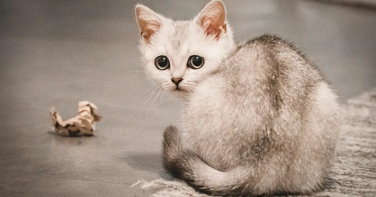 burmilla cat